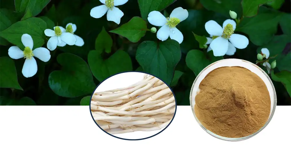 Houttuynia Cordata Extract Houttuynia Cordata Extract
