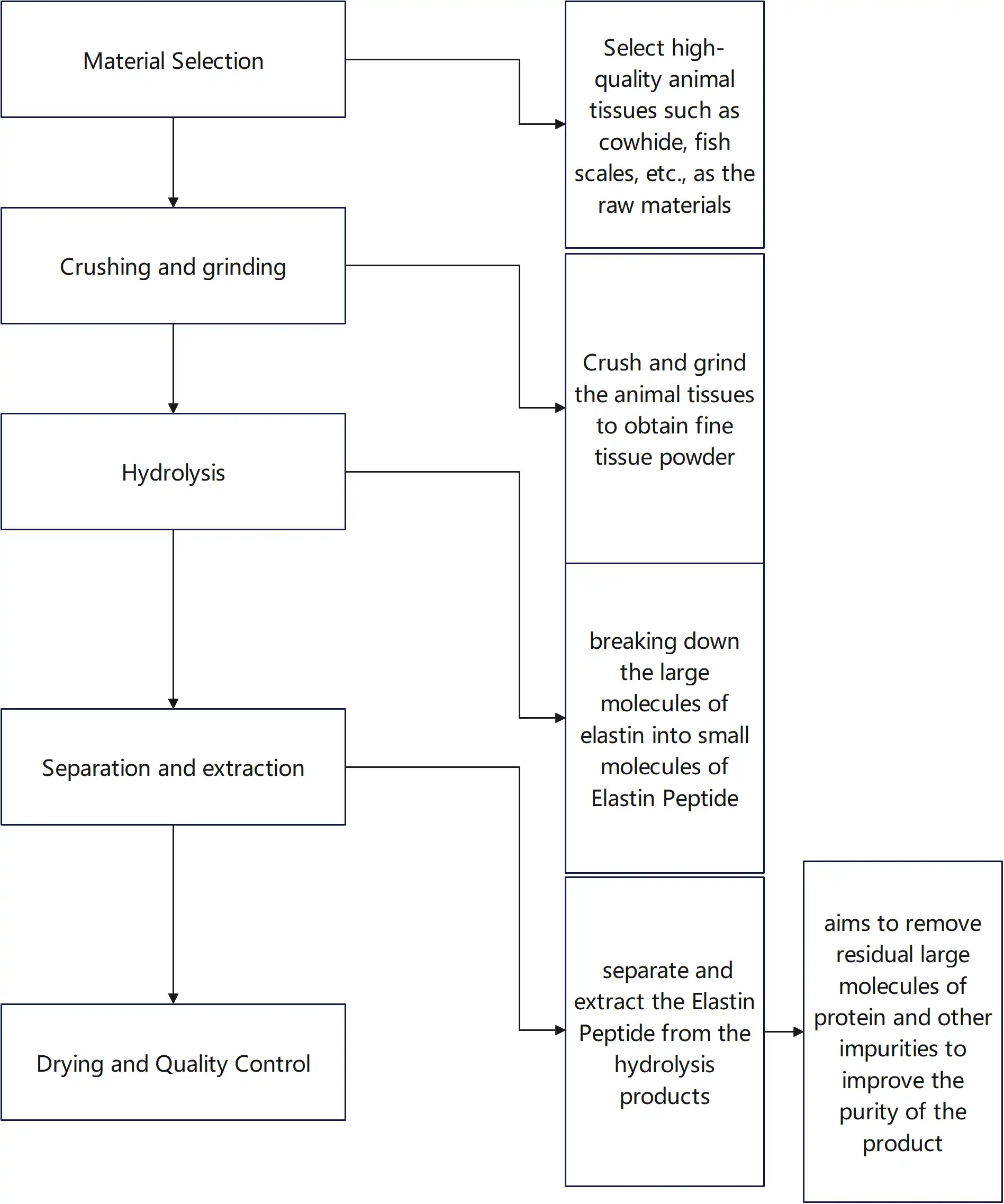 Elastin Peptide Processing