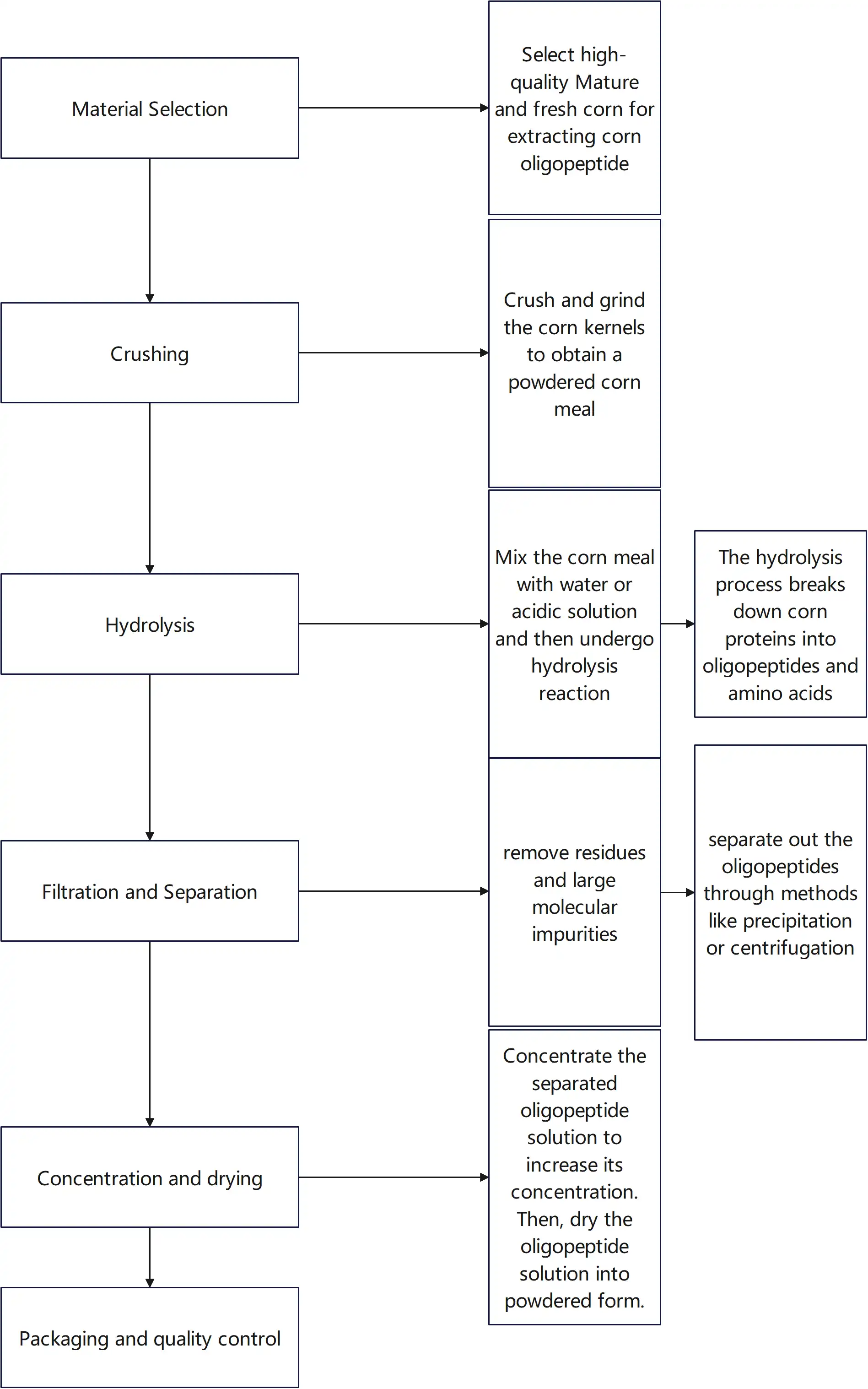 Corn Oligopeptides Peptide Processing