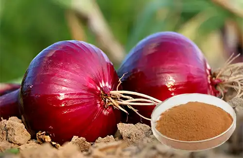 Onion Extract Powder