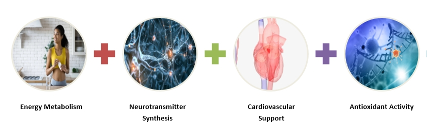 Thiamine Pyrophosphate Functions