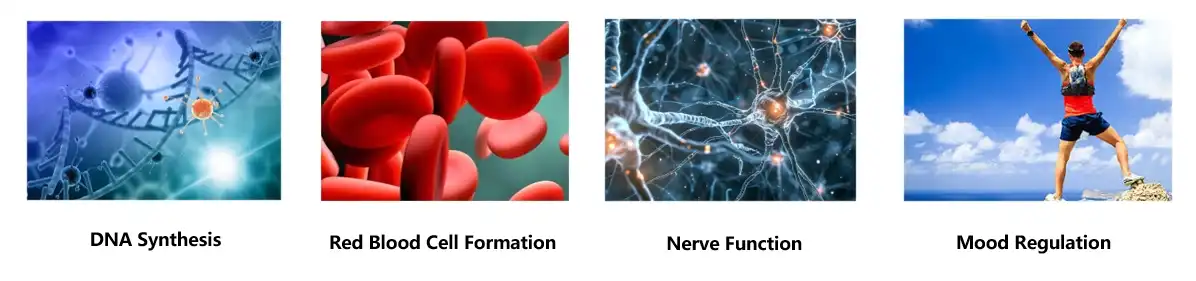 Hydroxocobalamin Powder Functions