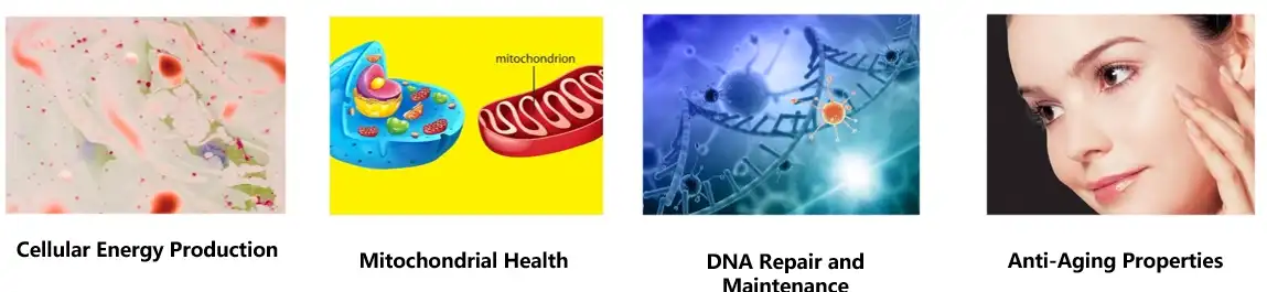 nmn β nicotinamide mononucleotide