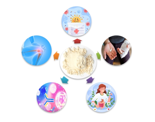 Lactoferrin Peptide  Functions Lactoferrin Peptide  Functions