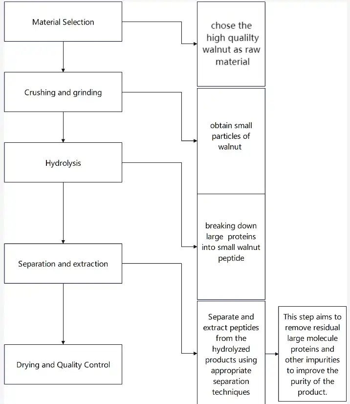 Walnut Peptide Processing