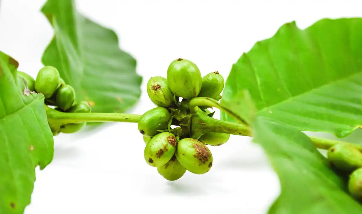 green coffee bean extract 