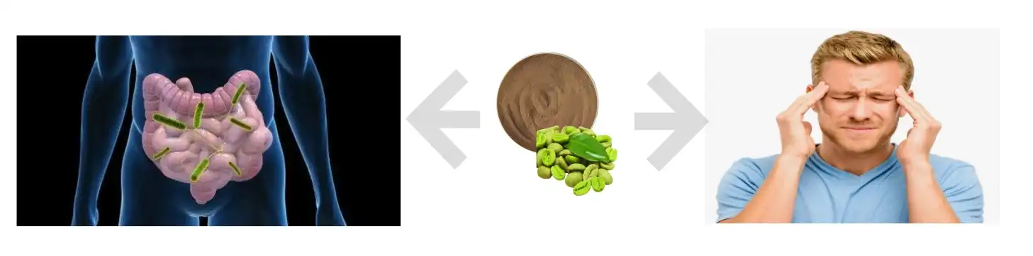 the side effects of green coffen bean powder the side effects of green coffen bean powder