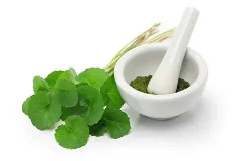 Gotu Kola Powder Extract Gotu Kola Powder Extract