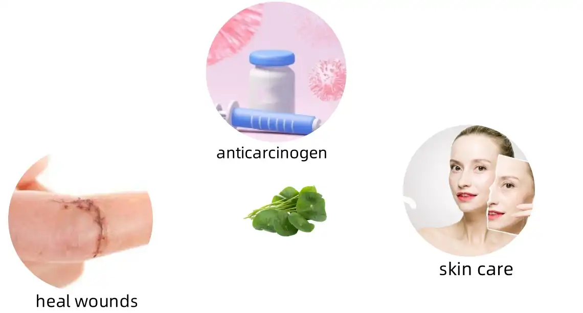 The Function of Gotu Kola Extract Powder The Function of Gotu Kola Extract Powder