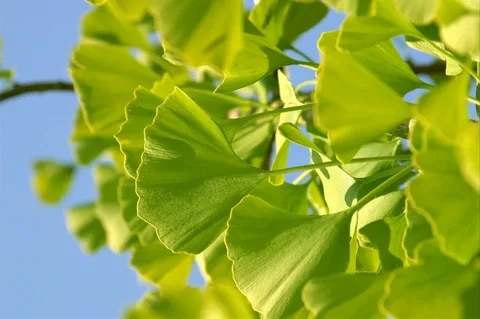 pure ginkgo biloba extract