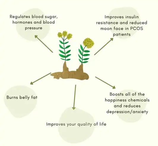 The Benefits of Rhodiola Rosea Powder