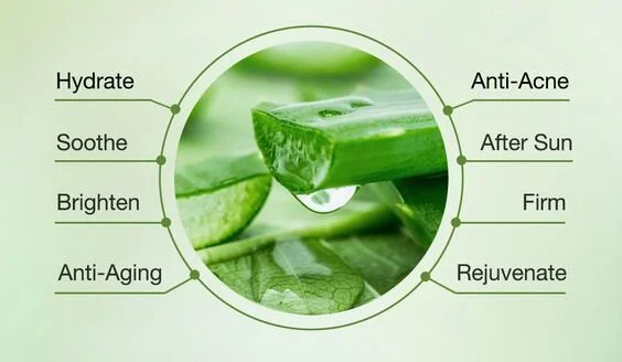 Aloe Vera Powder Extract