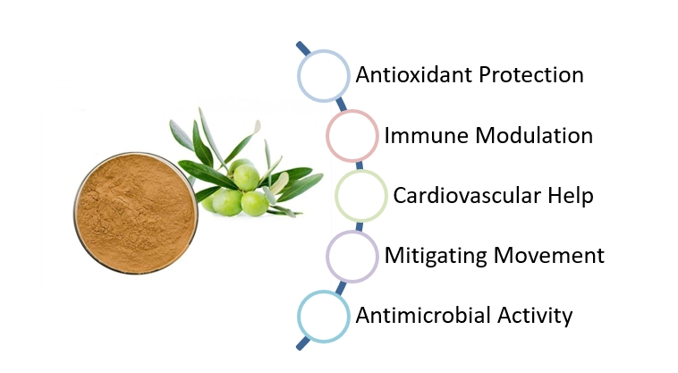 oleuropein extract Functions