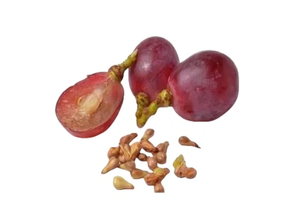 Grape Seed