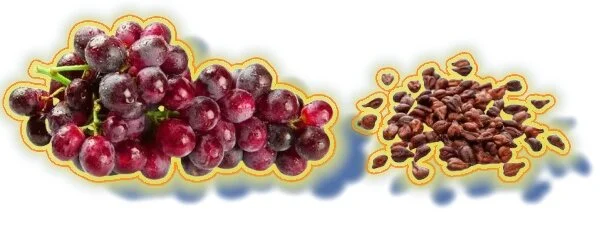 Grape Seed Extract Grape Seed Extract