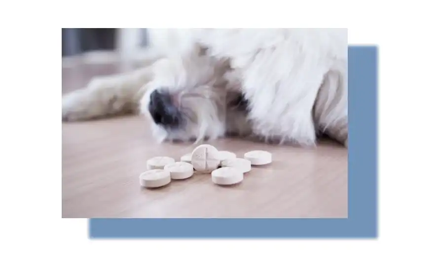 Quercetin Powder for Dogs Quercetin Powder for Dogs