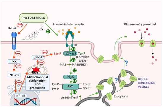 Phytosterol Powder Benefits