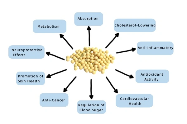 Stigmasterol Powder Stigmasterol Powder