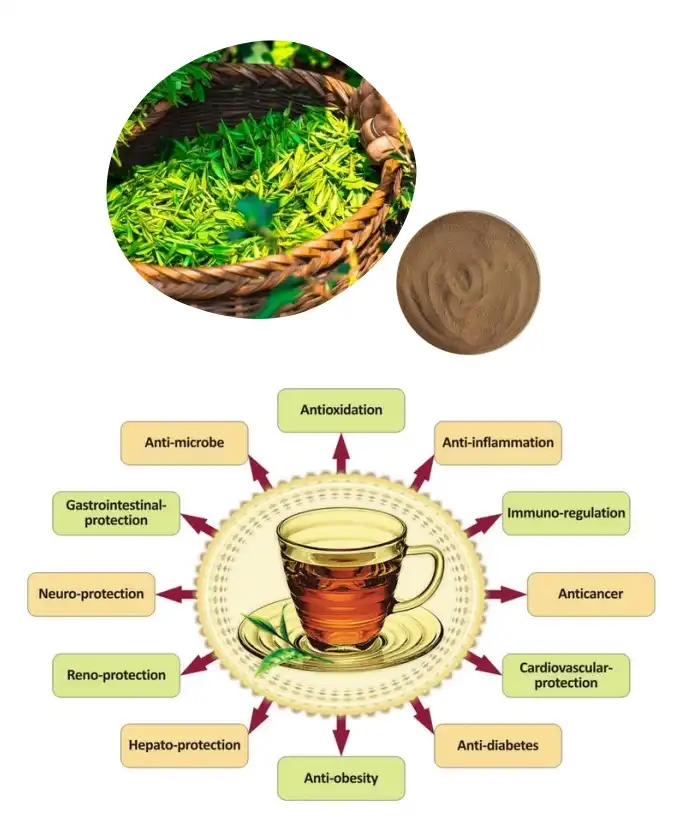 Natural Tea Polyphenols Natural Tea Polyphenols