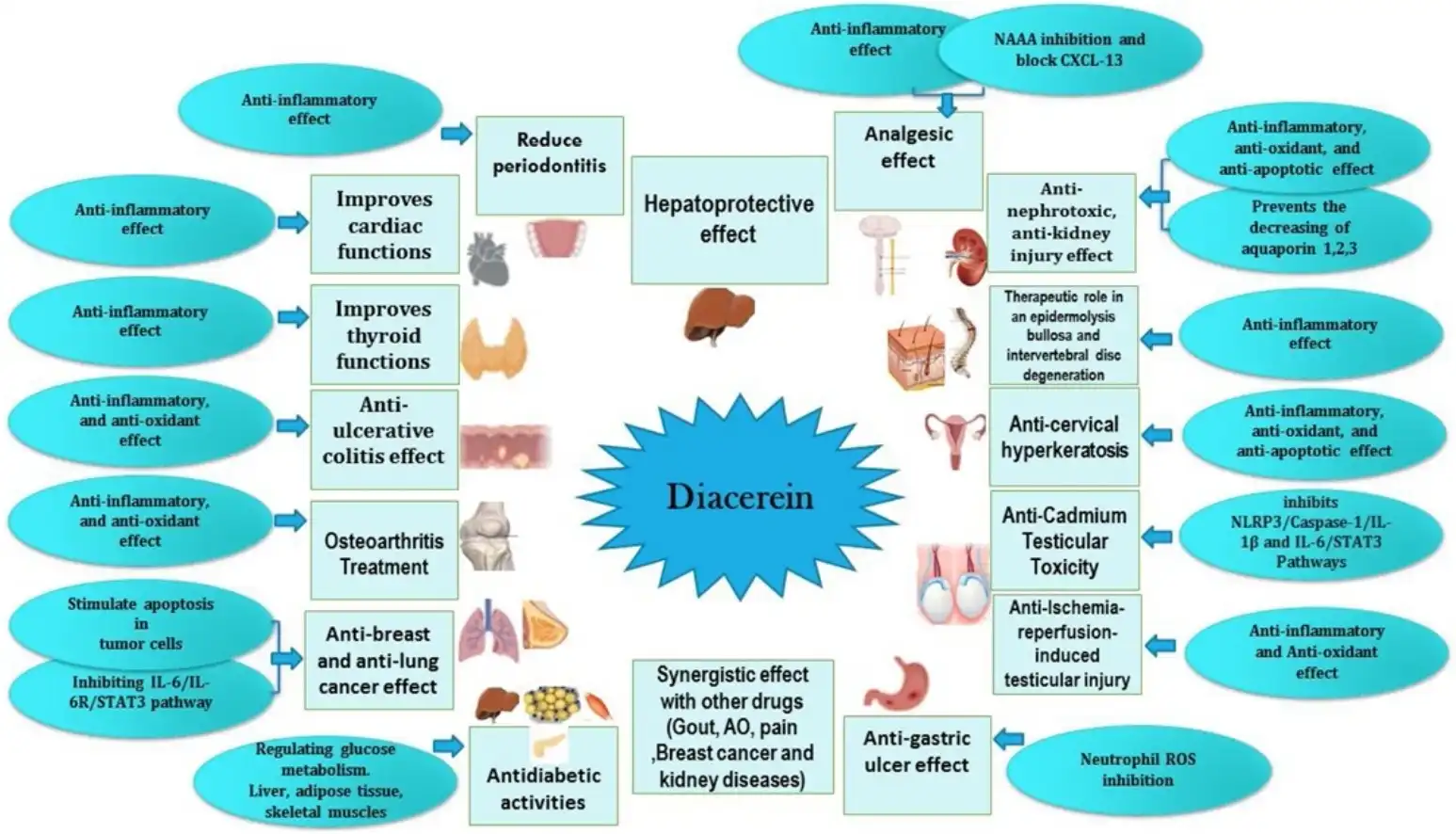 Application of Diacerein