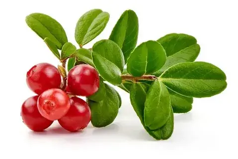 Bearberry