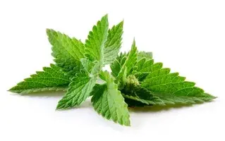 stevia