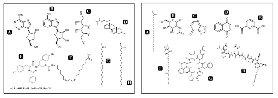 What is Cordycepin