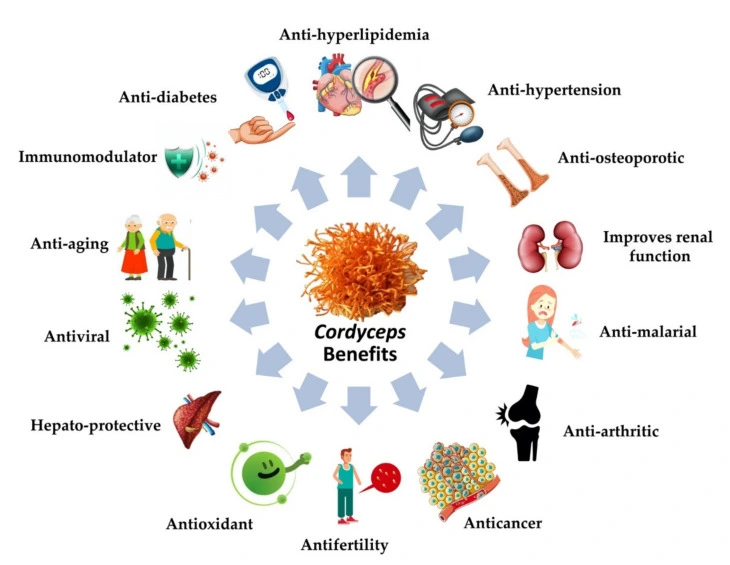 Functions of Cordycepin