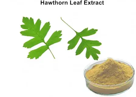 Hawthorn leaf extract