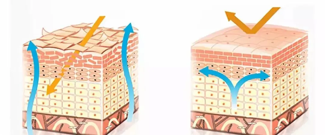 Mechanism of Ecodoin 