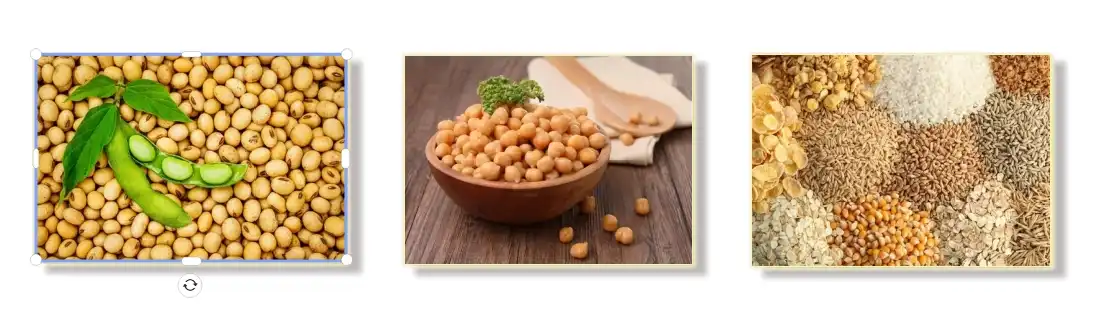 sources of genistein powder  sources of genistein powder