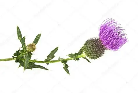 Silymarin Powder Silymarin Powder