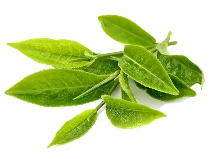 Natural Tea Polyphenols