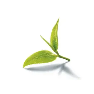 Natural Tea Polyphenols Natural Tea Polyphenols