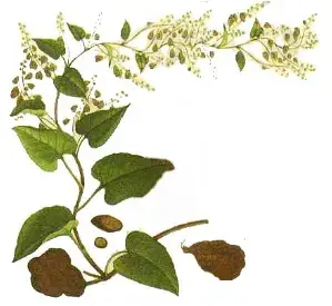 pure resveratrol powder pure resveratrol powder