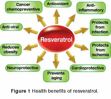 pure resveratrol powder