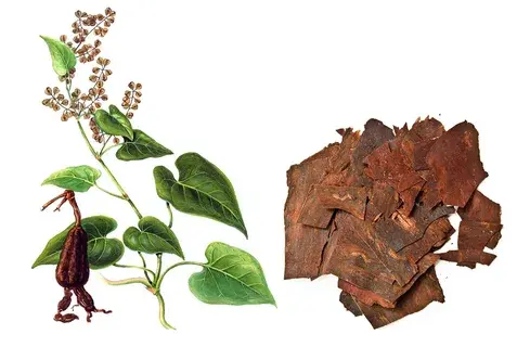 resveratrol powder