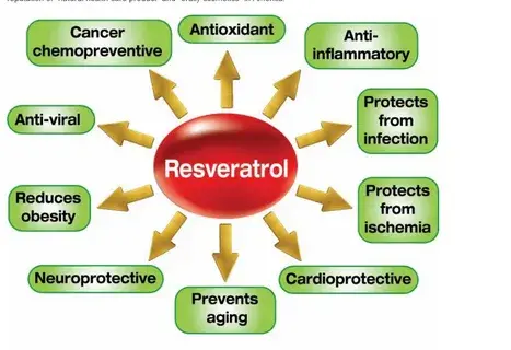 resveratrol resveratrol