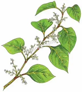 Polygonum cuspidatum Polygonum cuspidatum
