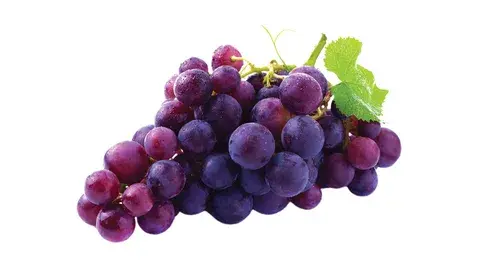 Grape Seed Extract Powder