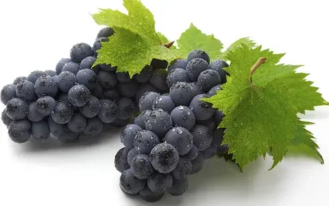 Opc grape seed extract