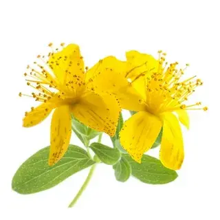 St John's Wort Extract Powder