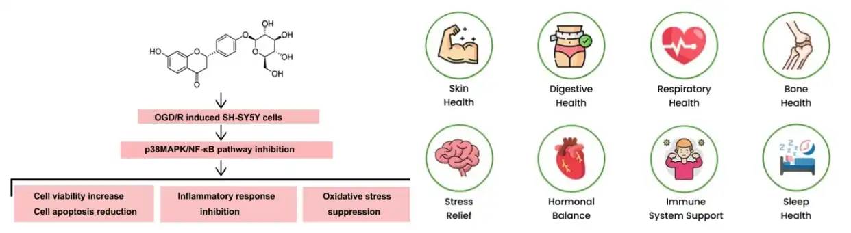 Liquiritin function