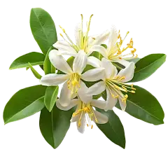 honeysuckle extract