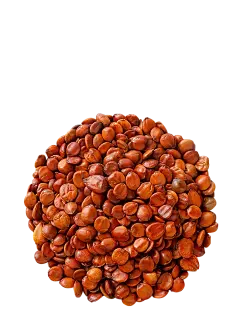 Semen Ziziphi Spinosae Extract Semen Ziziphi Spinosae Extract