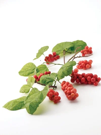 Schisandra Chinensis Extract