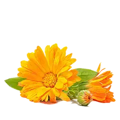 Chrysanthemum Extract Powder