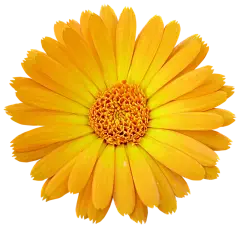 chrysanthemum extract powder