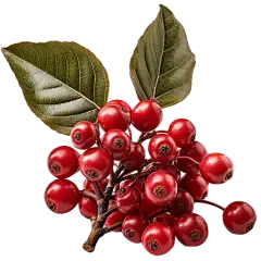 schisandra chinensis extract