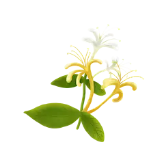 Honeysuckle Extract